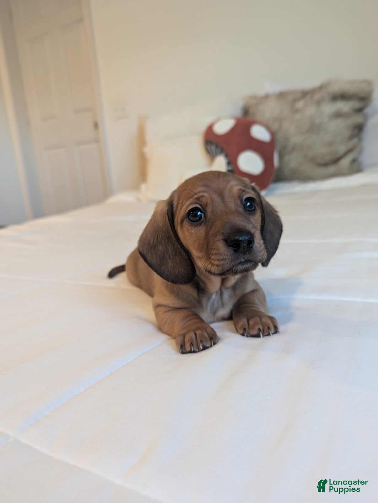 Dachshund dogs Peanut  - Ad 5