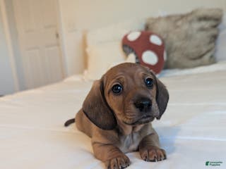 Dachshund dogs Peanut - Ad 14