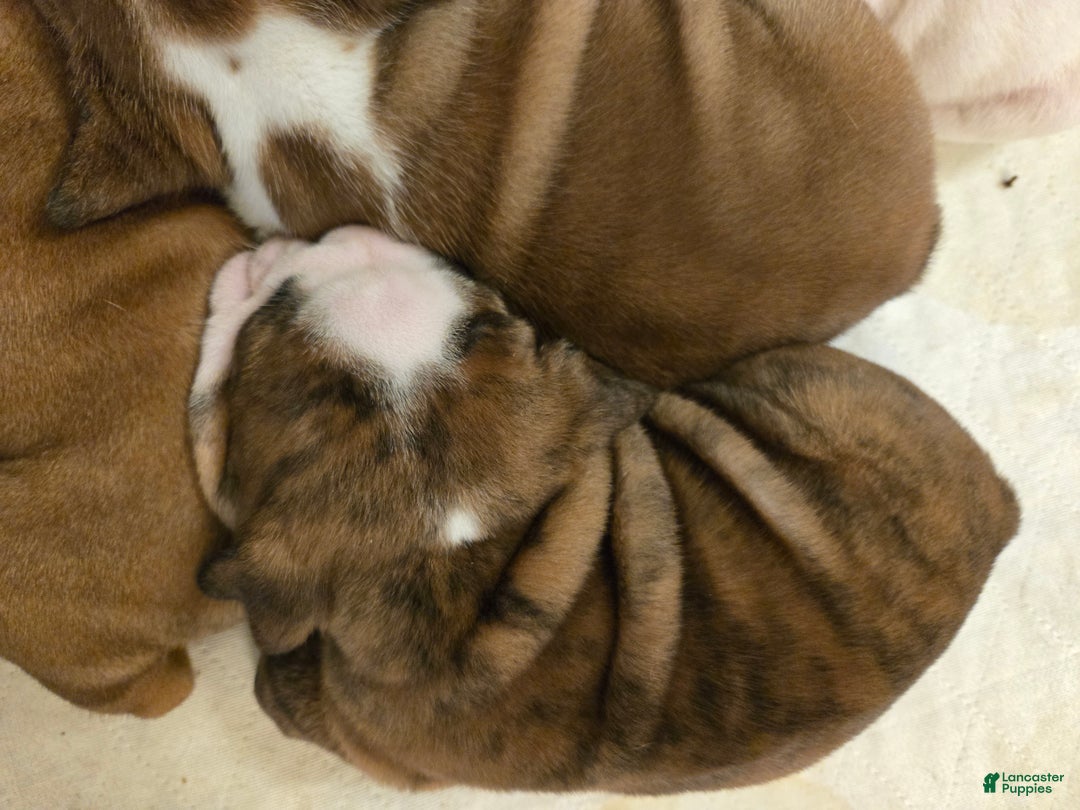 English Bulldog dogs for sale: Charlie Brown - Ad 4