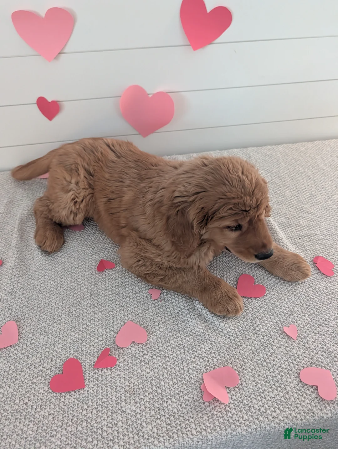 Golden Retriever dogs for sale: Goldie - Ad 15