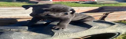 Cane Corso dogs for sale: Coco - Ad 8