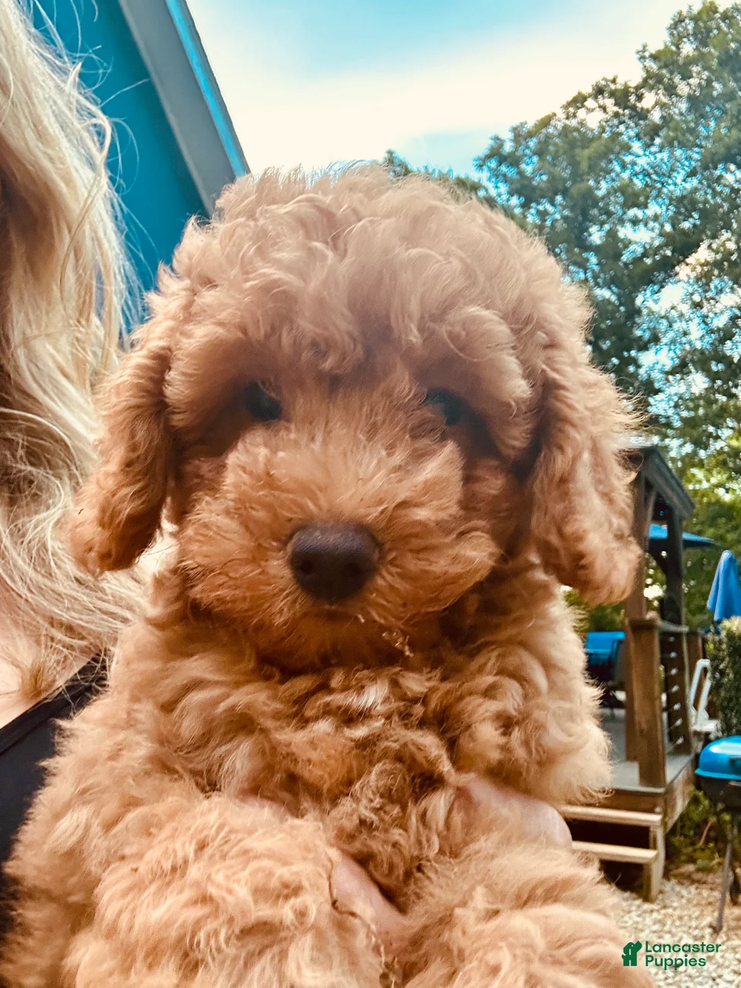 Toy Poodle dogs for sale: Toy Poodle 3 - Ad 2