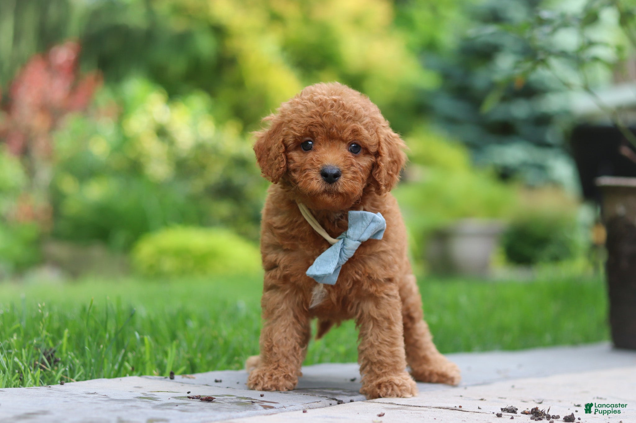 Cavapoo dogs Tucker - Ad 1