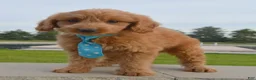 Mini Goldendoodle dogs for sale: Mini Gus - Ad 6