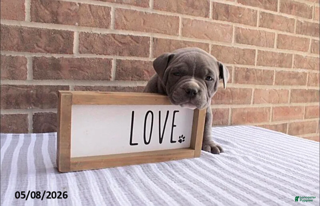 American Bully dogs for sale: Benny - Ad 1