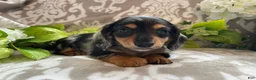 Miniature Dachshund dogs for sale: Sheila - Ad 11