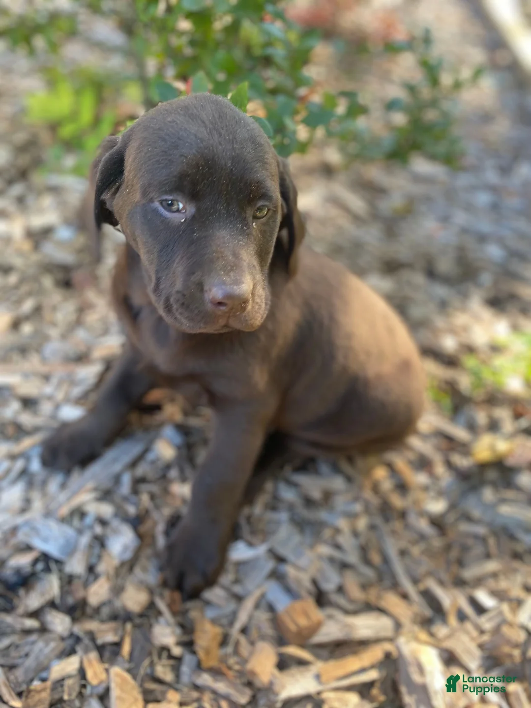 Labrador Retriever dogs for sale: Marilyn - Ad 1
