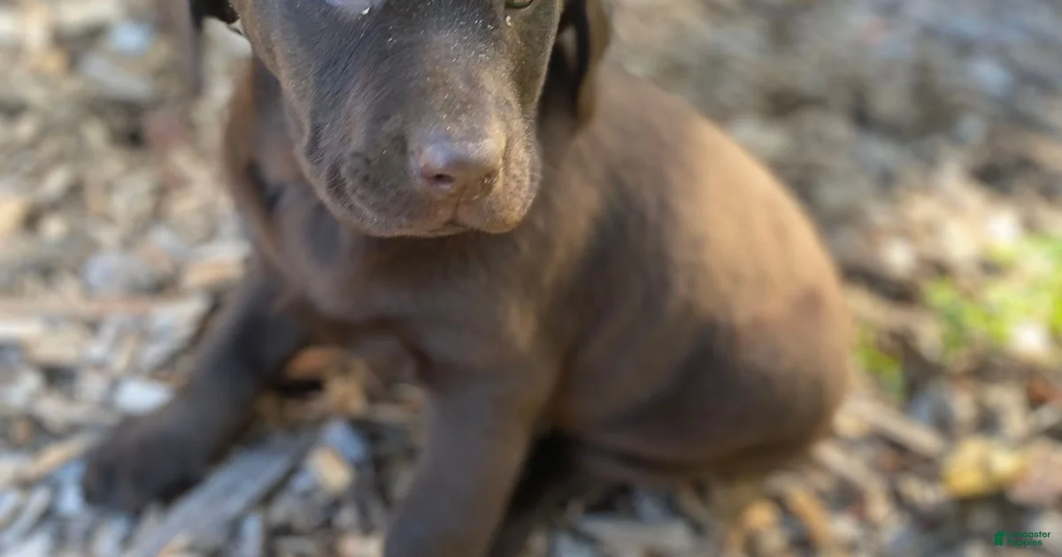 Rit Rever Labrador Retriever Puppies for sale | Lancaster Puppies