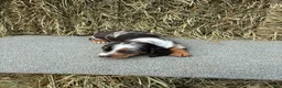 Miniature Dachshund dogs for sale: Alex - Ad 1