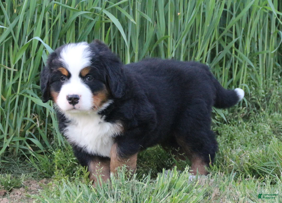 Bernese Mountain Dog dogs for sale: Archie - Ad 1
