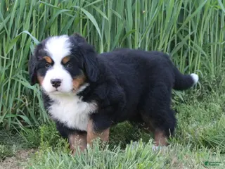 Bernese Mountain Dog dogs for sale: Archie - Ad 2