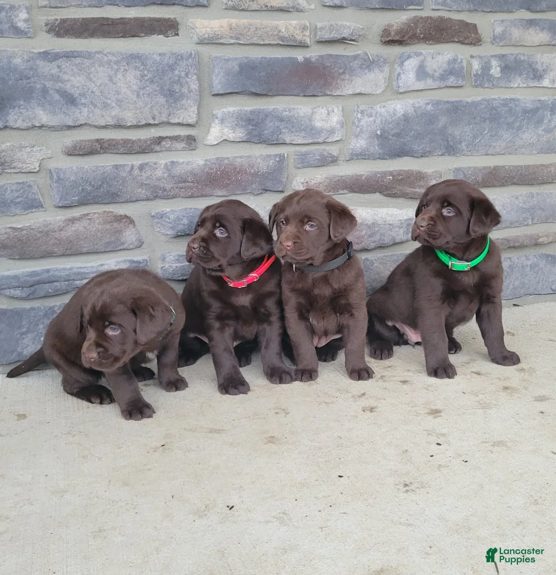 Labrador Retriever dogs for sale: Fiona - Ad 6