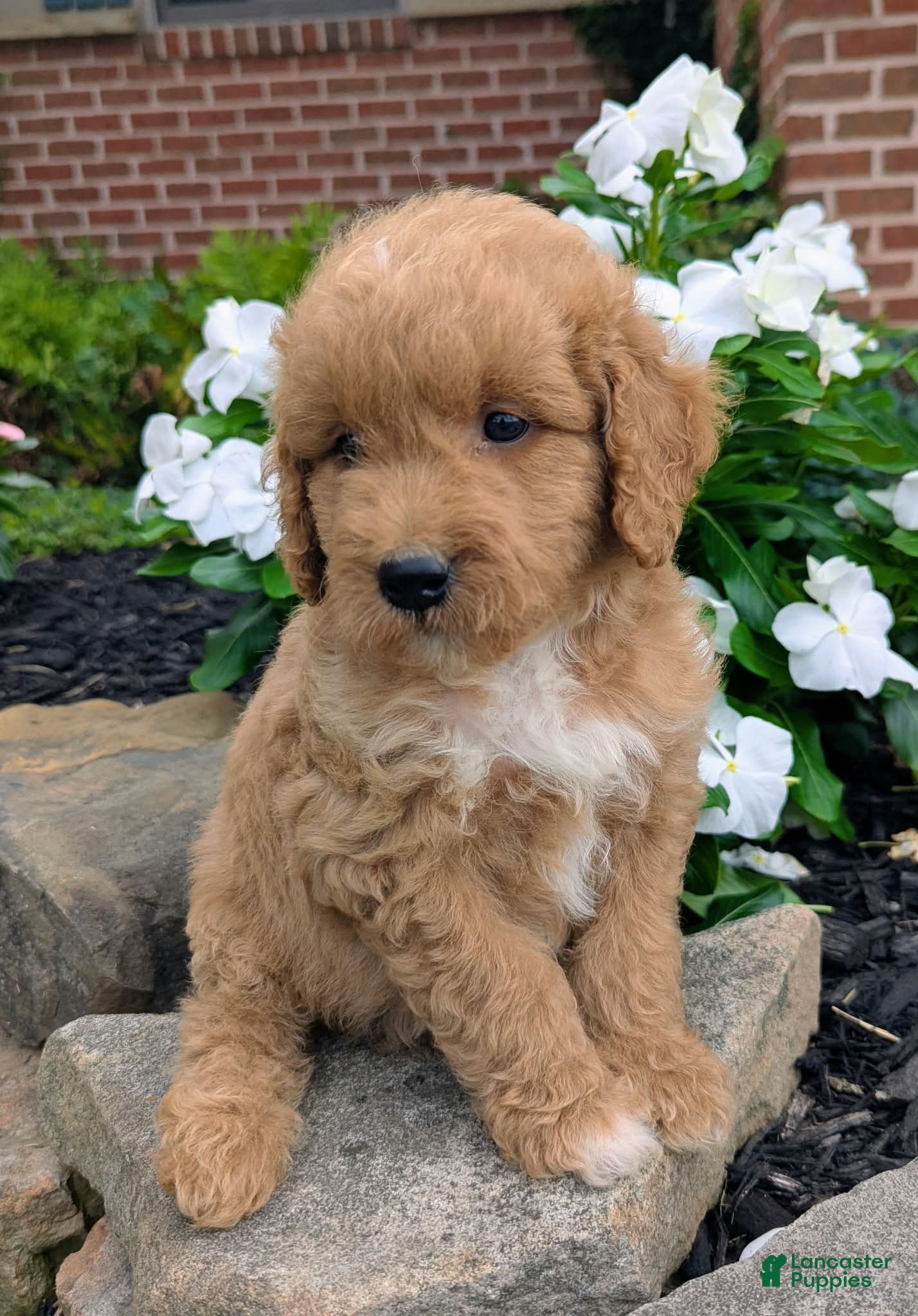 Mini Goldendoodle dogs Penny F1B - Ad 2