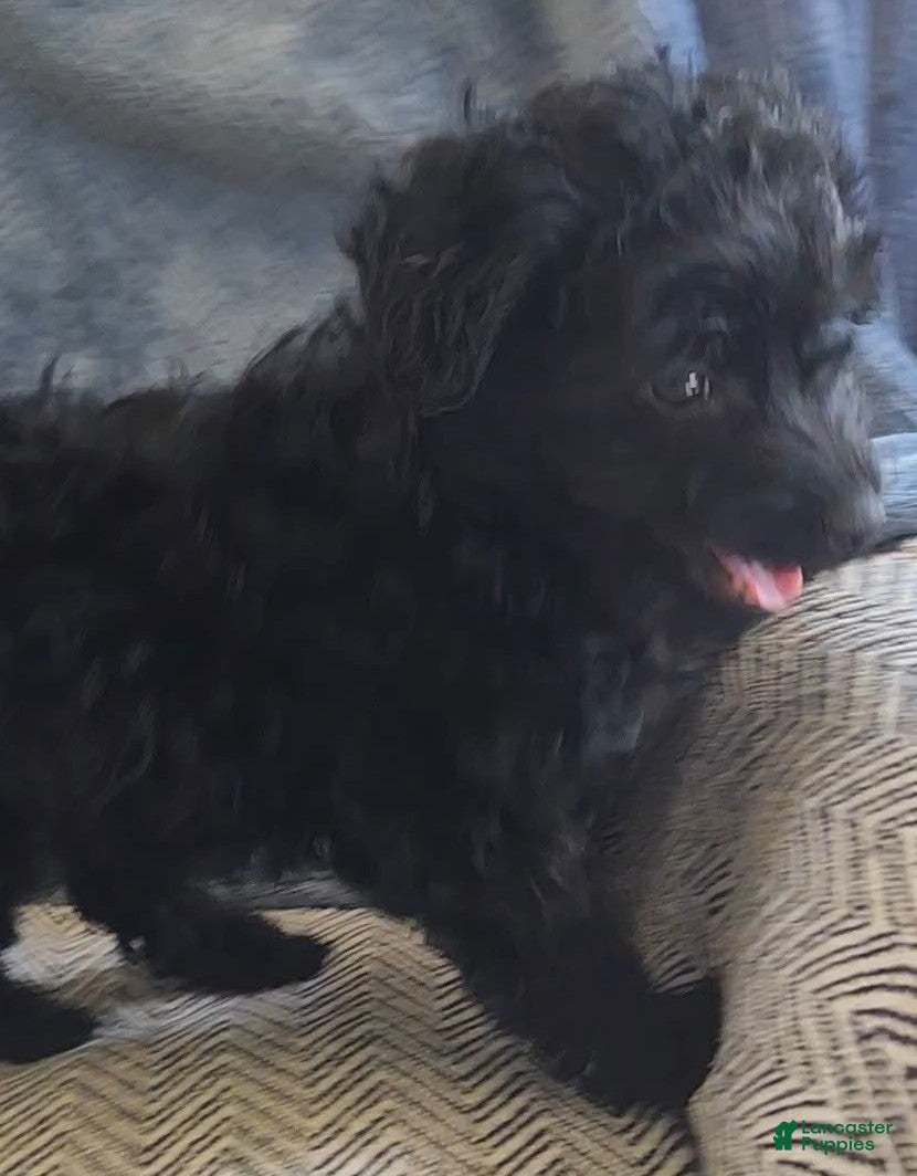 Yorkiepoo dogs Sammy - Ad 2