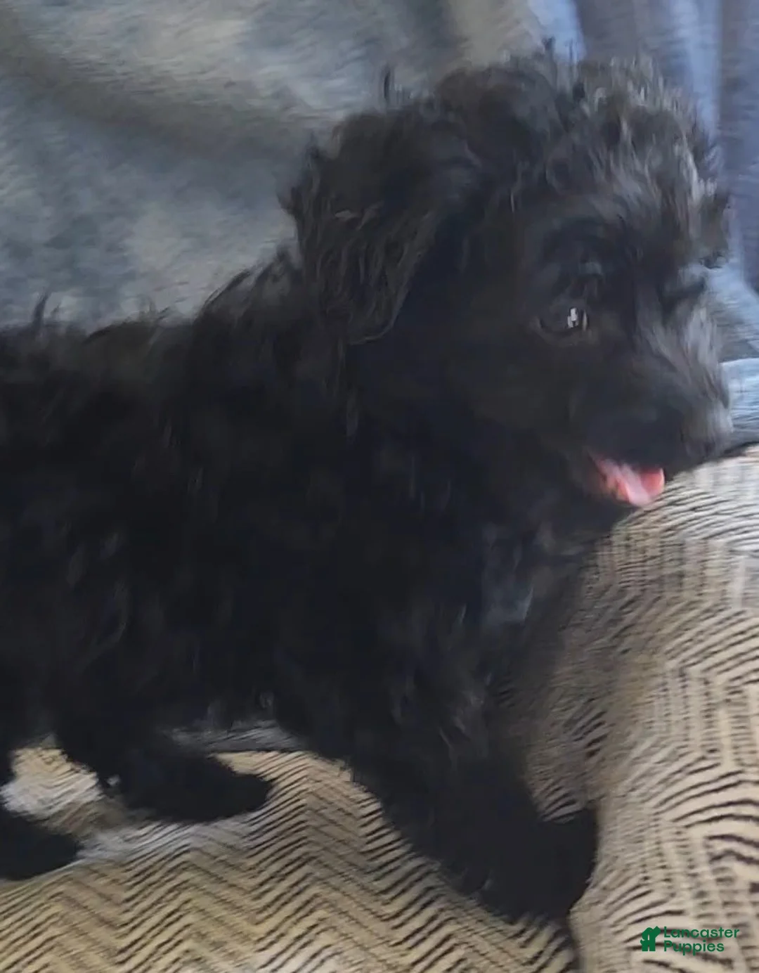 Yorkiepoo dogs for sale: Sammy - Ad 2