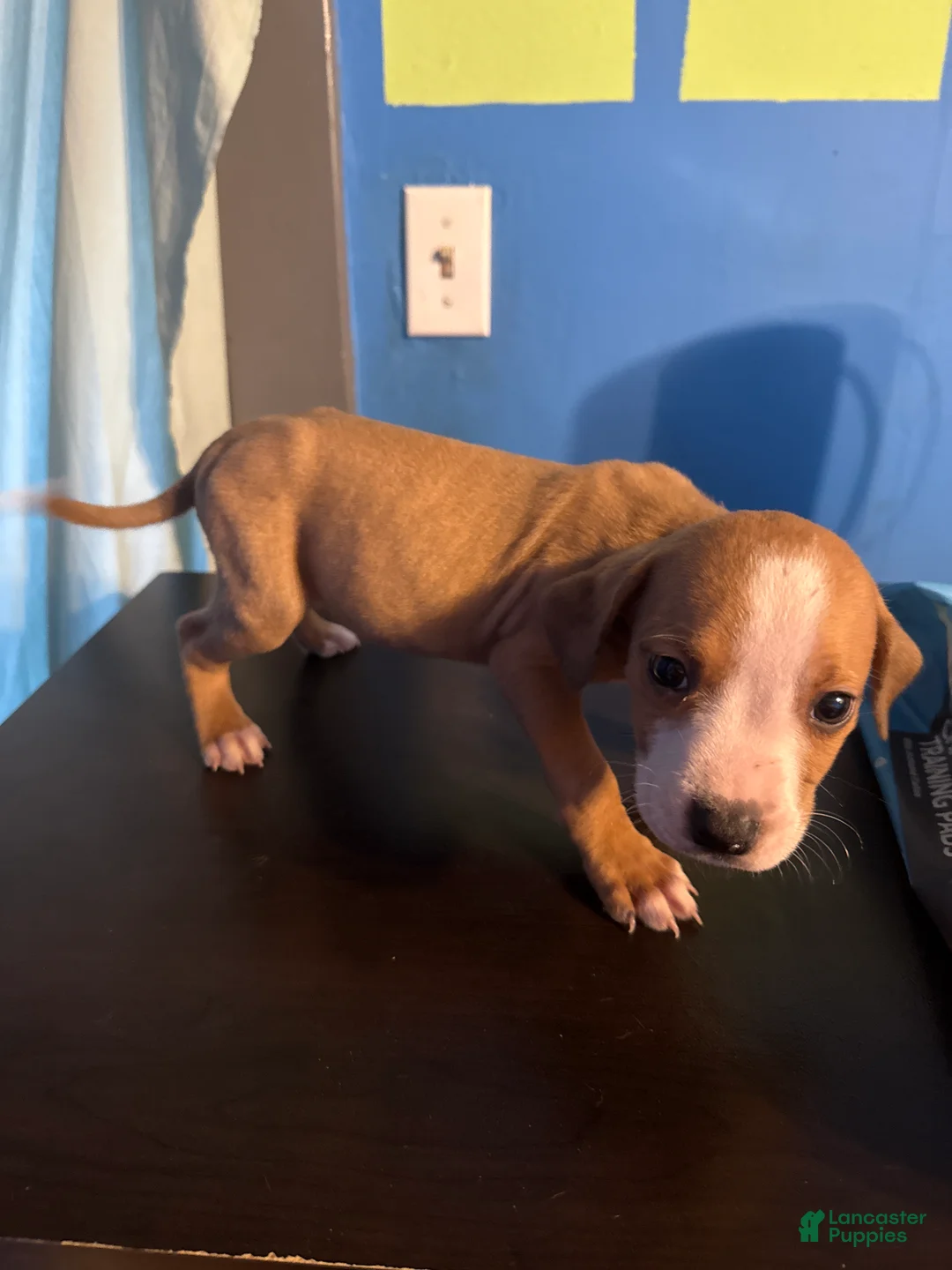 Mixed Breed dogs for sale: Mixed Breed Puppy 3 - Ad 2