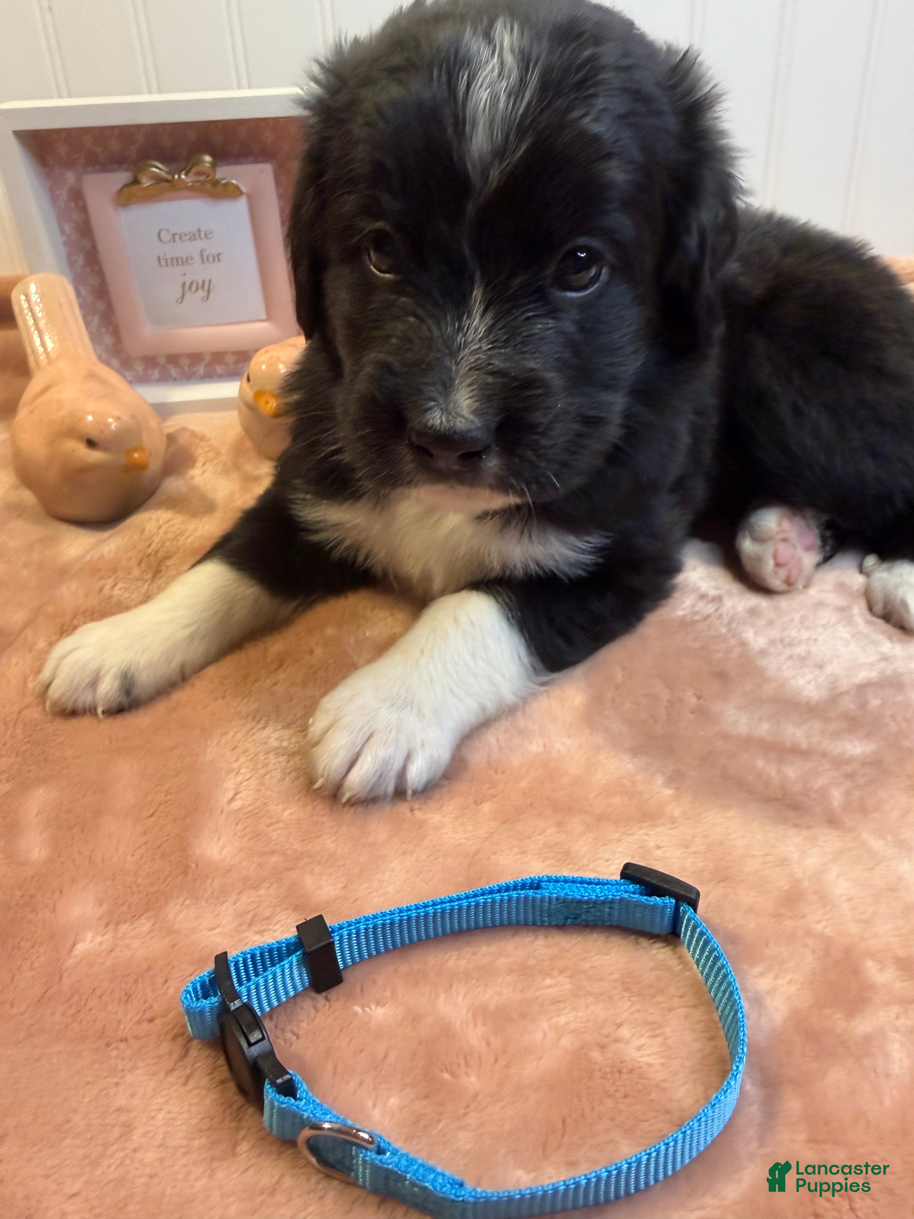 Mixed Breed dogs Mixed Breed Puppy 4 - Ad 12