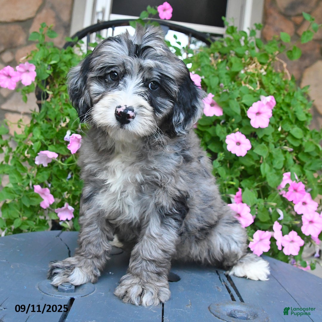 Mixed Breed dogs for sale: Prince - Ad 4