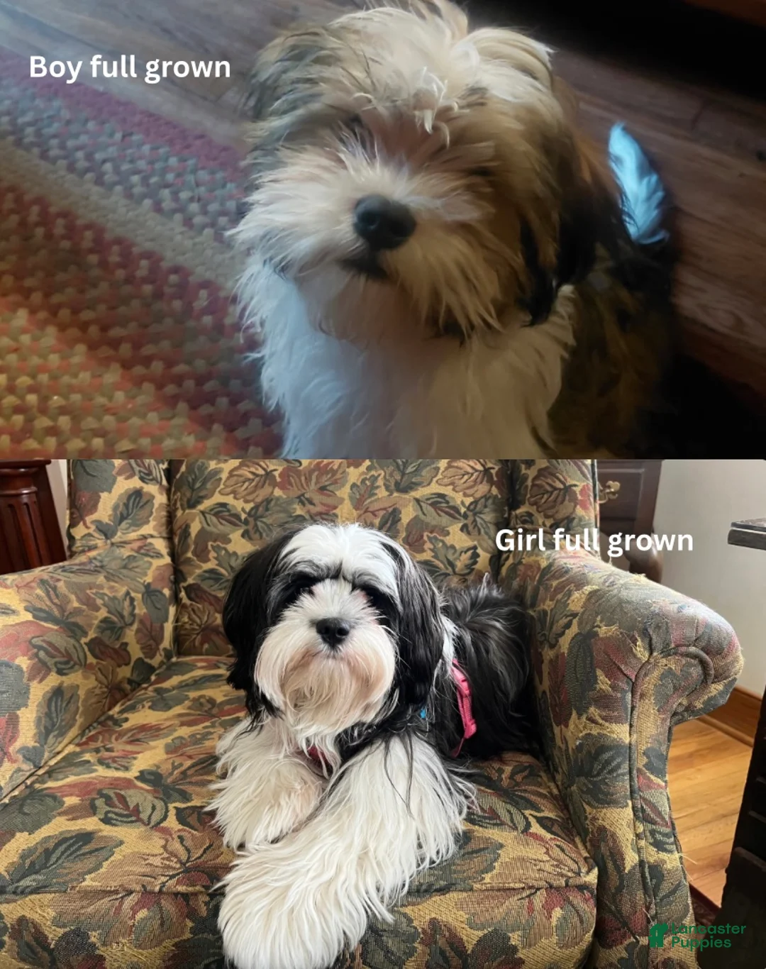 Mixed Breed dogs for sale: Finn - Ad 10