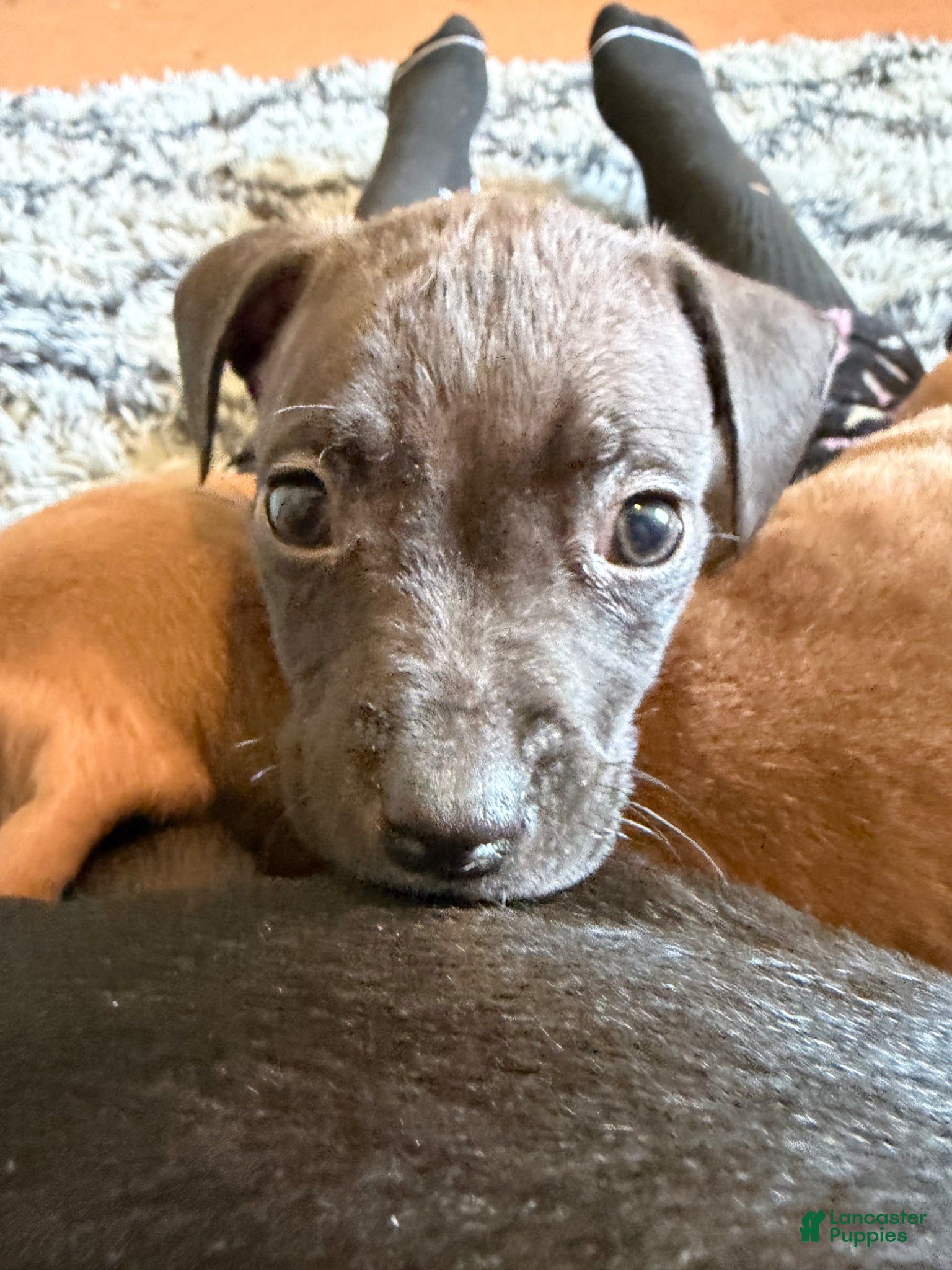 Mixed Breed dogs Mixed Breed Puppy 6 - Ad 26