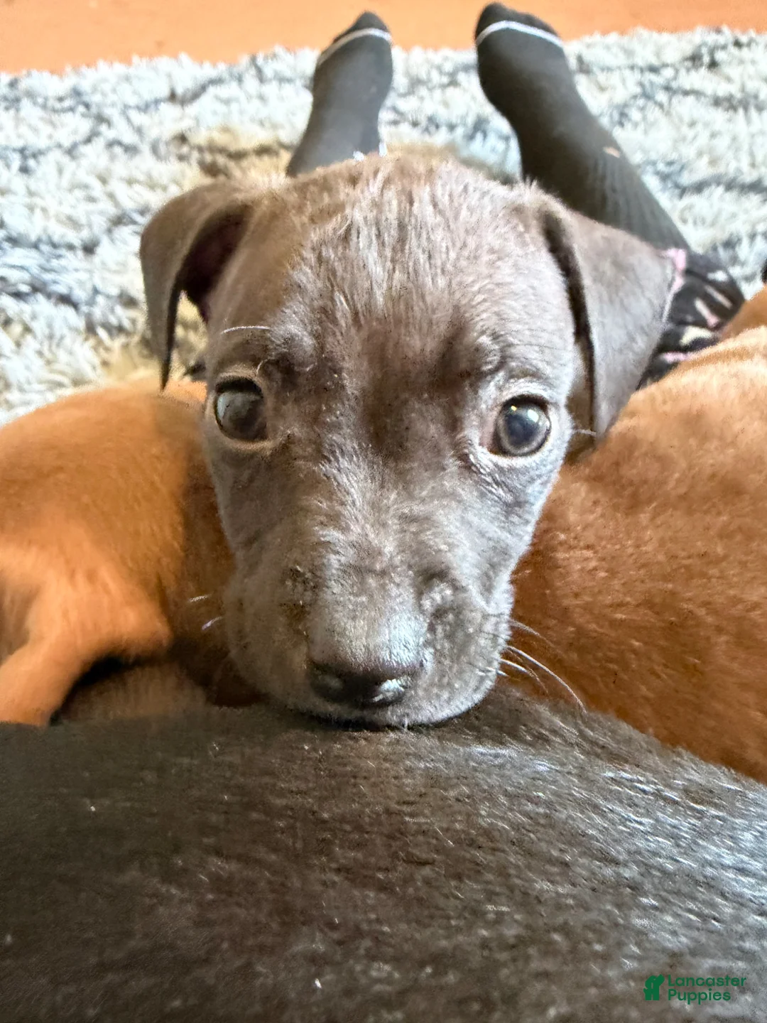 Mixed Breed dogs for sale: Mixed Breed Puppy 6 - Ad 1