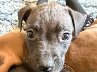 Mixed Breed dogs Mixed Breed Puppy 6 - Ad 26