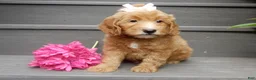 Mini Goldendoodle dogs for sale: Ginger - Ad 7