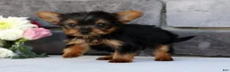 Morkie dogs for sale: Ollie - Ad 9