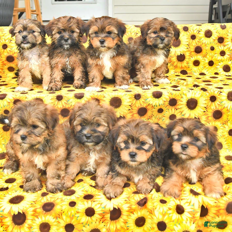 Shorkie Poo Pictures Of Shih Tzu Yorkie Mix Puppies Yorkie Terrier