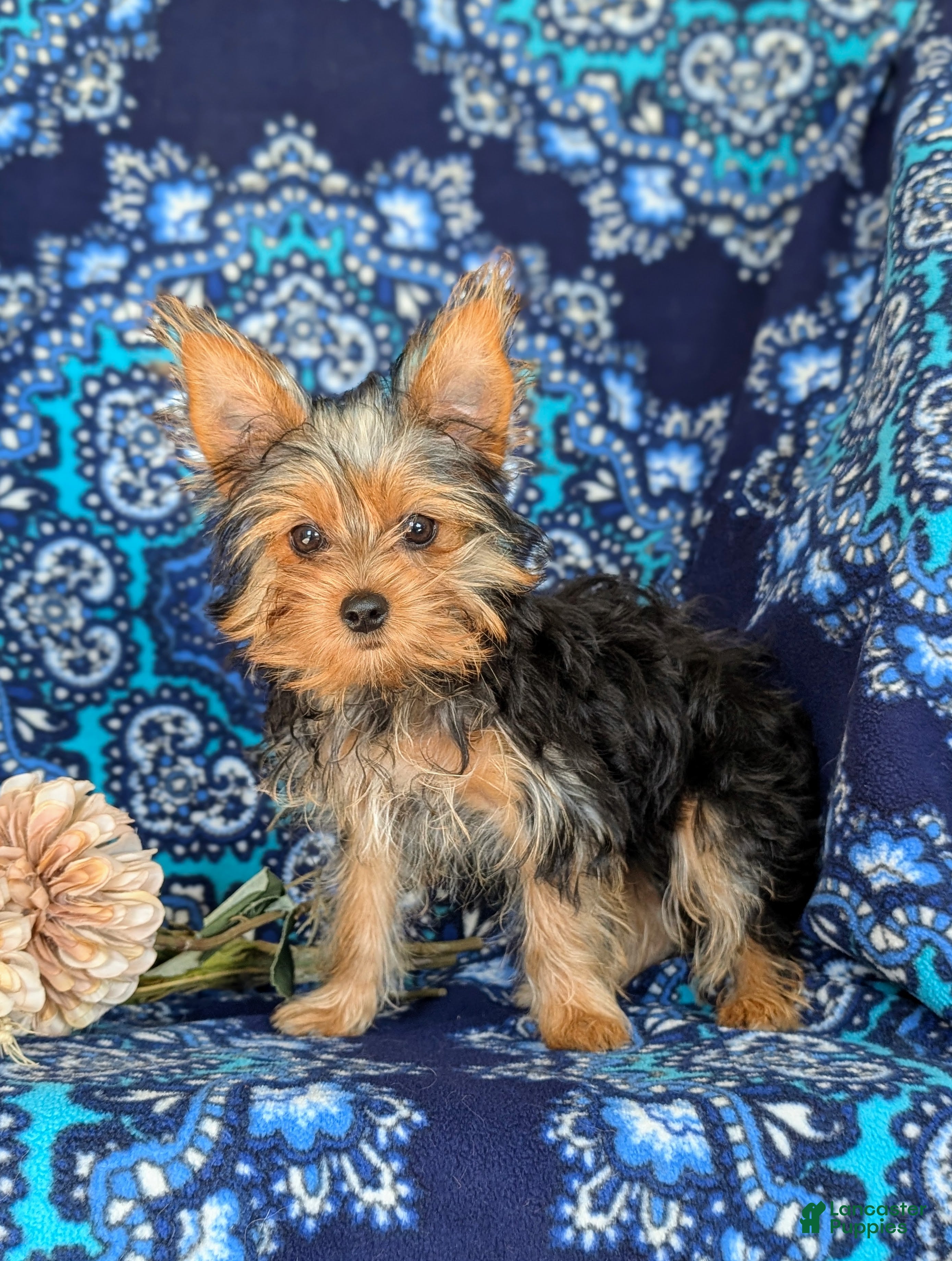 Yorkshire Terrier dogs Trinity 4.5 lbs Full Grown - Ad 1