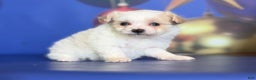 Pomapoo dogs for sale: Charlotte - Ad 1