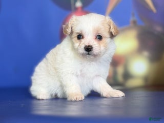 Pomapoo dogs Charlotte - Ad 24