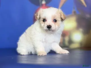 Pomapoo dogs Charlotte - Ad 34