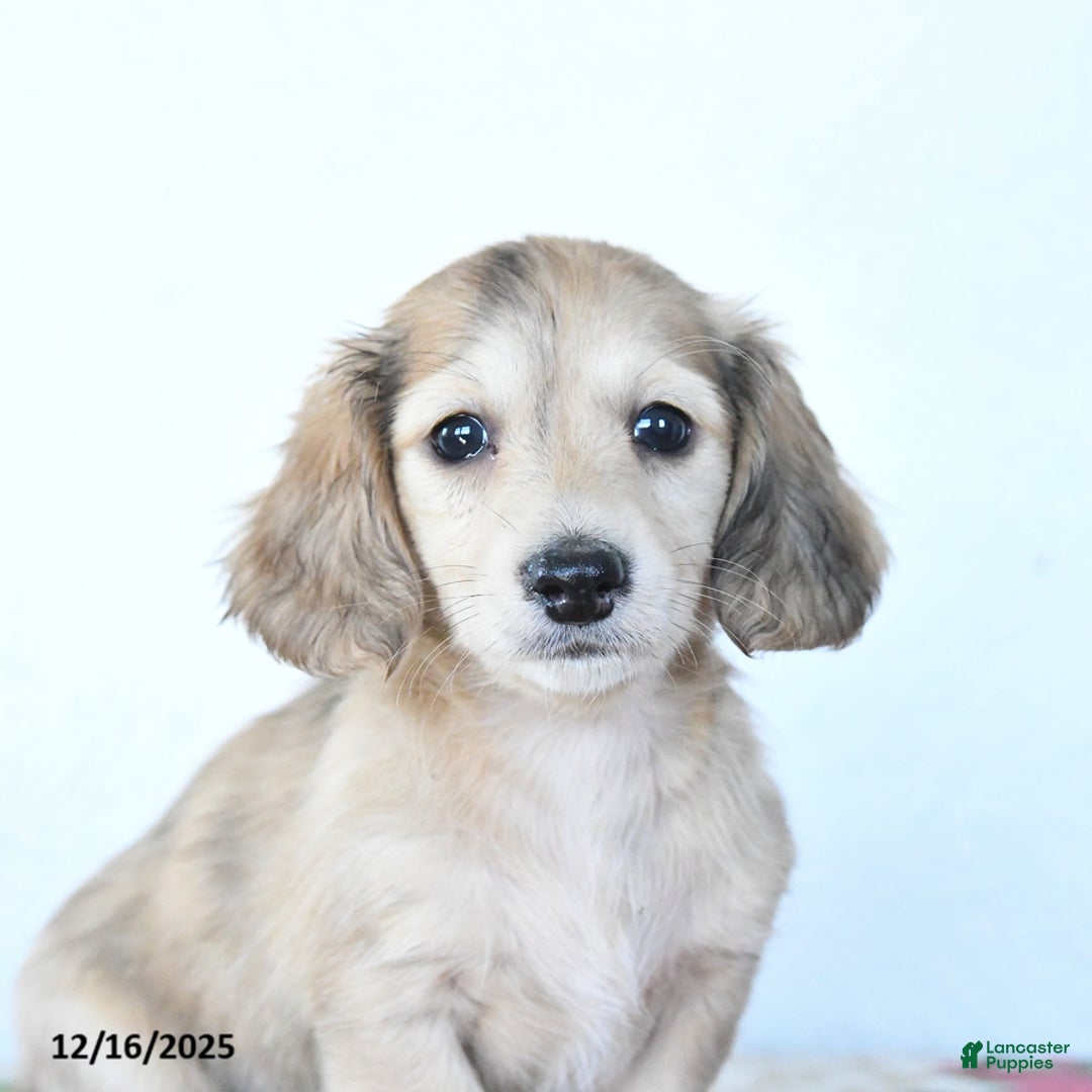 Miniature Dachshund dogs for sale: Buddy - Ad 3