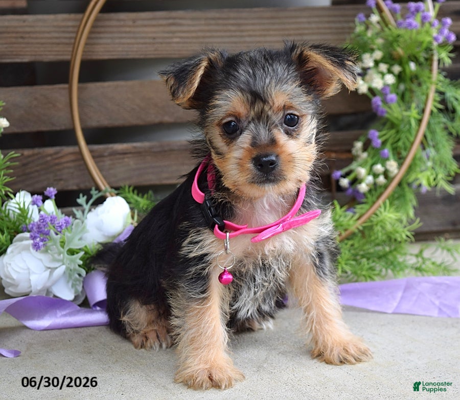 Yorkshire Terrier dogs Emma - Ad 1