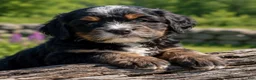 Mixed Breed dogs for sale: Zeckie - Ad 3