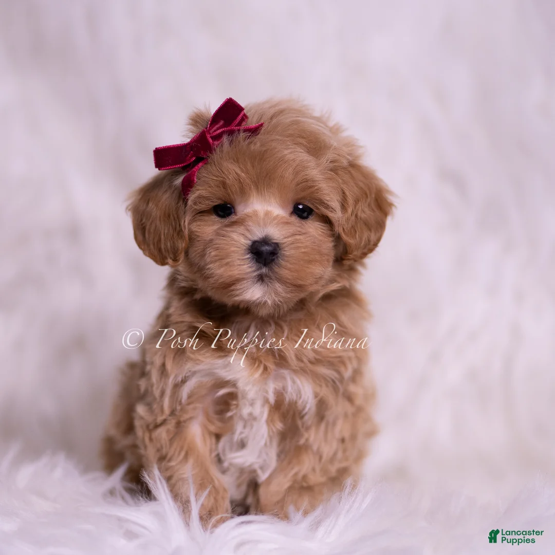 Maltipoo dogs for sale: Abbie - Ad 2