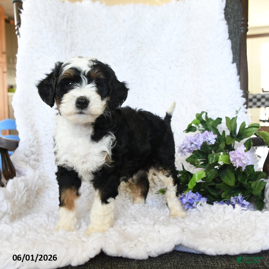 Mini Bernedoodle dogs for sale: Fiona - Ad 3