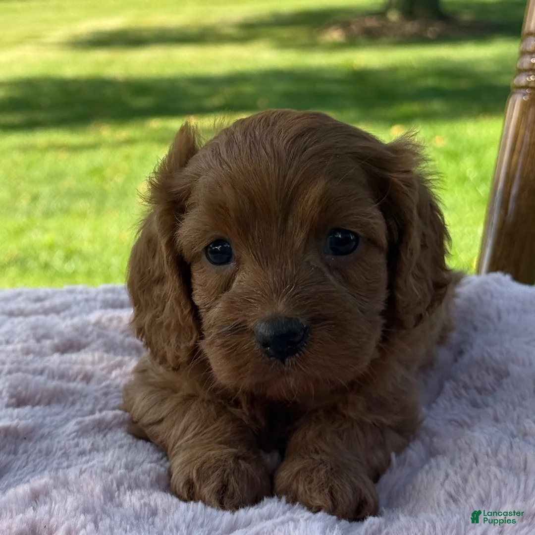 Cavapoo dogs for sale: Ruby - Ad 11
