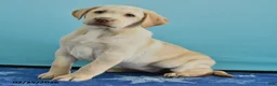 Labrador Retriever dogs for sale: Grace - Ad 4