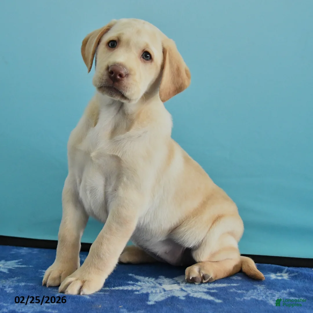 Labrador Retriever dogs for sale: Grace - Ad 4
