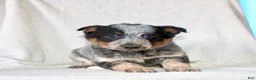 Australian Cattle Dog dogs for sale: Roxy  - Ad 1
