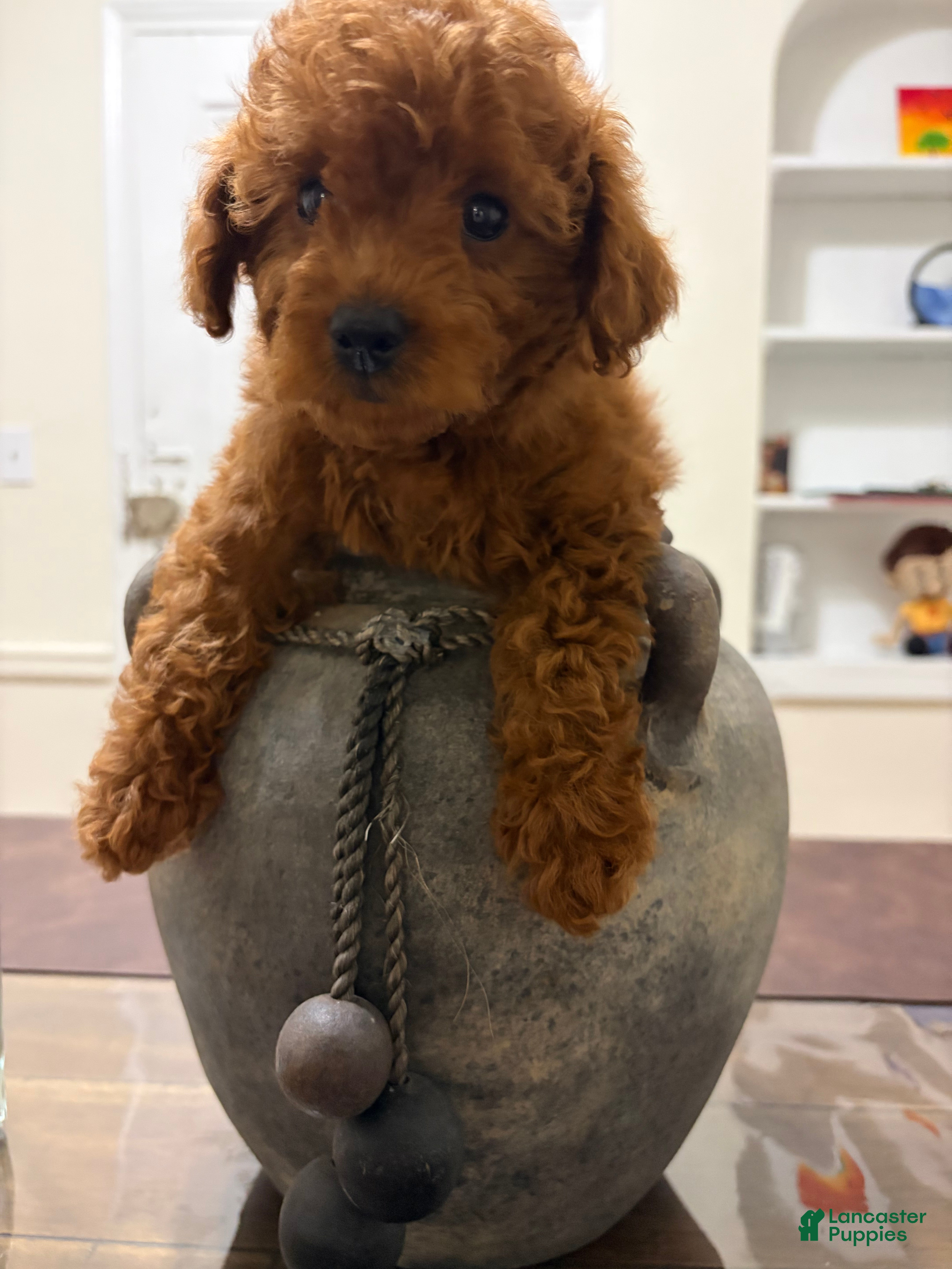 Toy Poodle dogs Cage - Ad 10