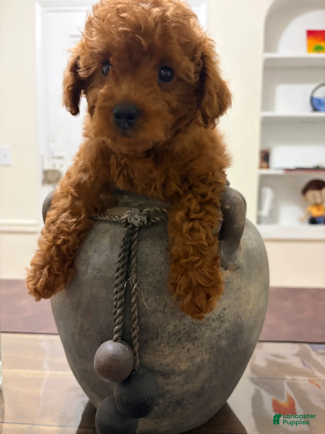 Toy Poodle dogs for sale: Cage - Ad 1