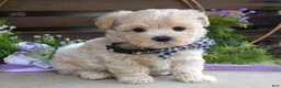 Maltipoo dogs for sale: Leo - Ad 10