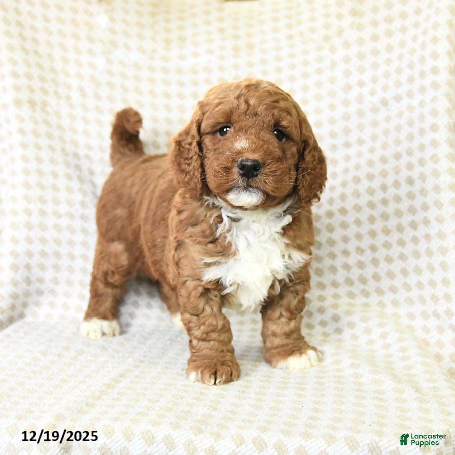 Mini Goldendoodle dogs Loyal - Ad 41