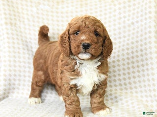 Mini Goldendoodle dogs Loyal - Ad 41
