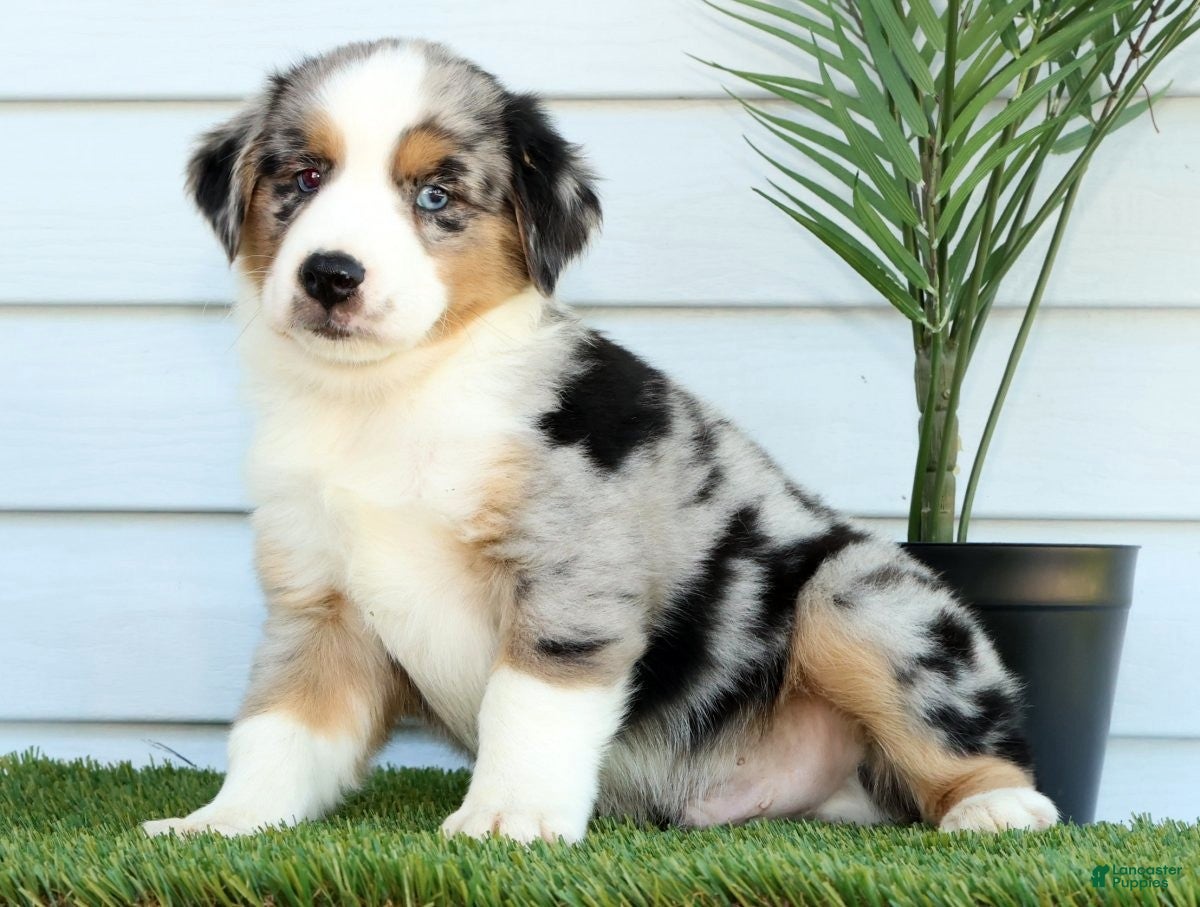 Miniature Australian Shepherd dogs for sale: Tucker - Ad 5