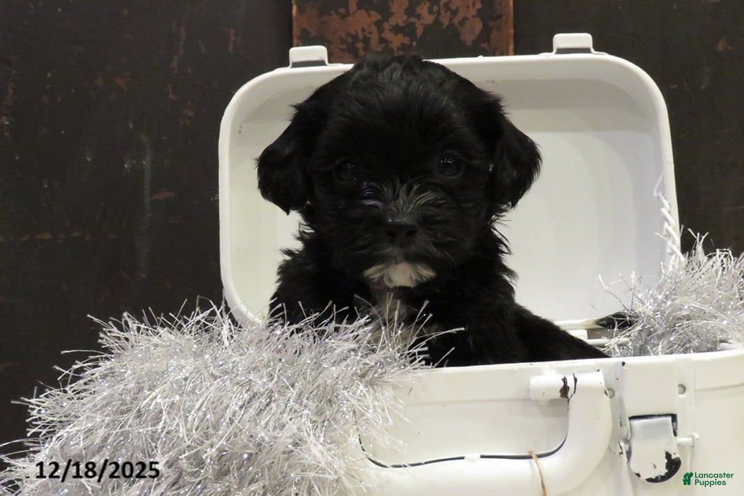 Shihpoo dogs for sale: Cypress - Ad 1