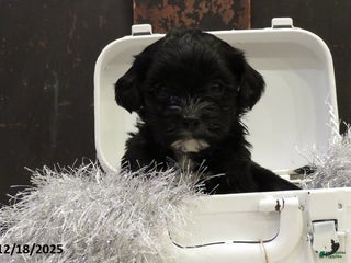 Shihpoo dogs Cypress - Ad 24